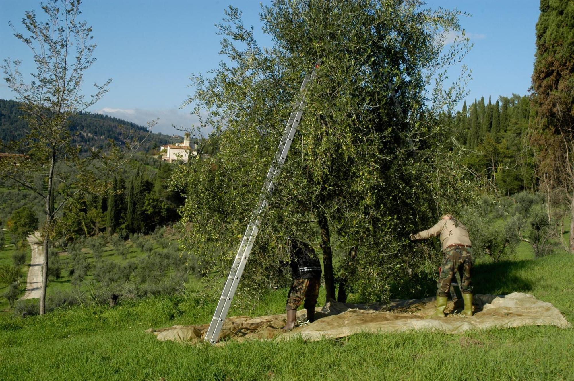 Country house Fattoria Di Maiano