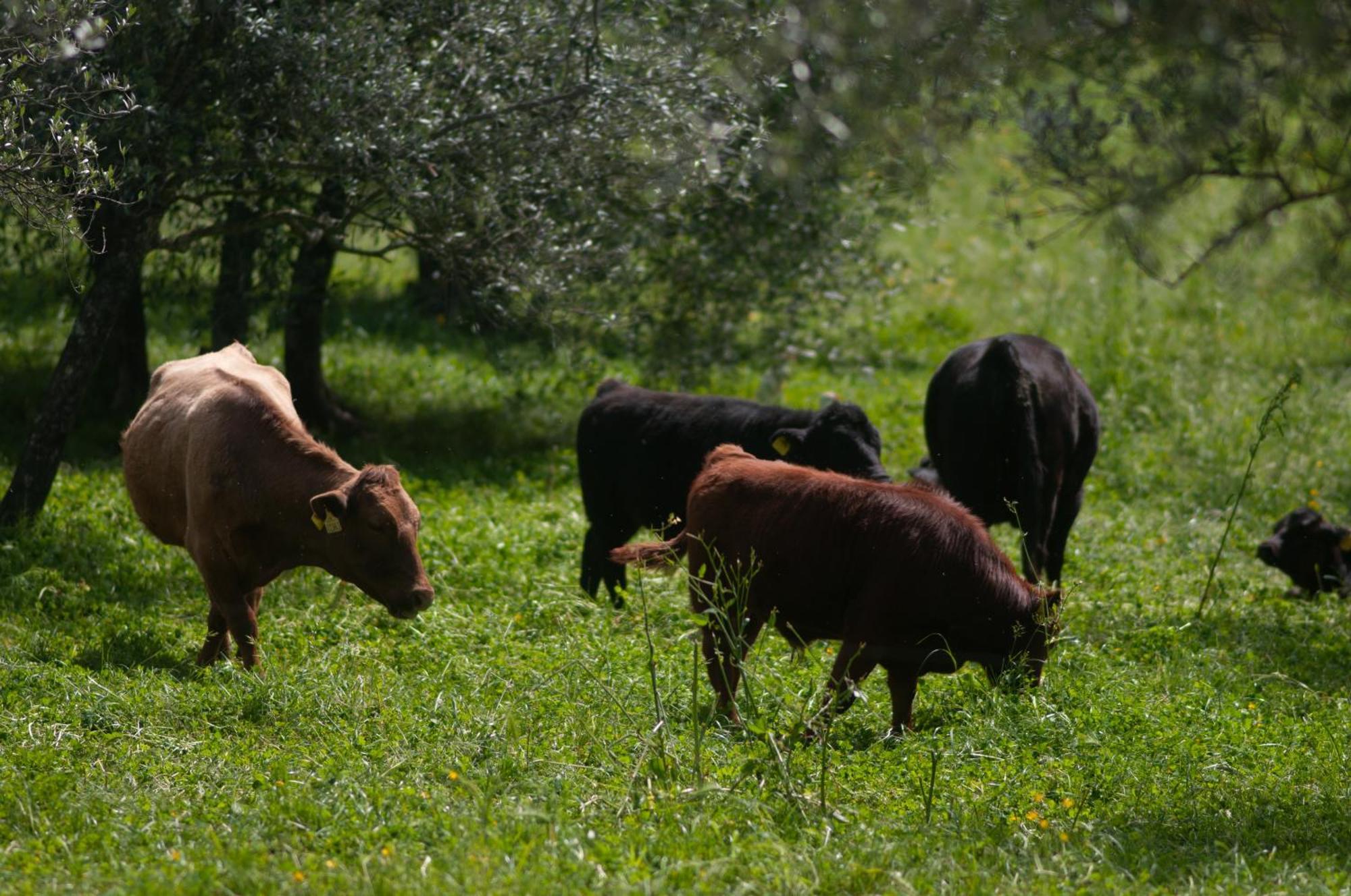 Fattoria Di Maiano * Fiesole